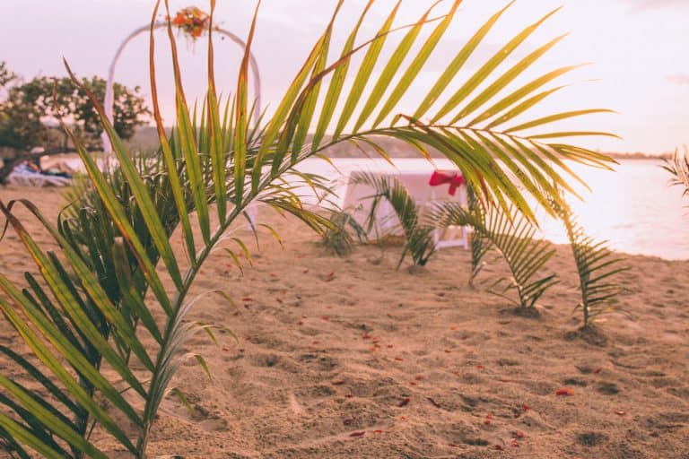 Beach Wedding Setup