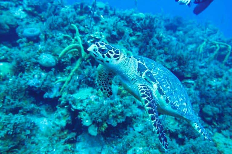 Sea Turtle